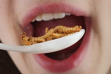 bugs-eat-1